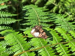 Noctuana lactifera