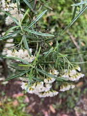 Ozothamnus thyrsoideus