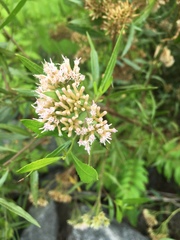 Tessaria dodonaeifolia