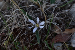 Colchicum hungaricum