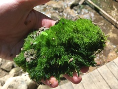 Vaucheria canalicularis