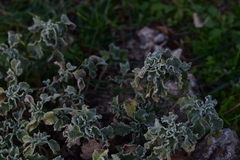 Marrubium incanum