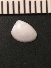 Nucula proxima