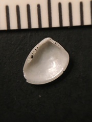 Nucula proxima