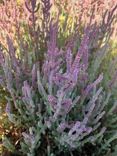 Image of Salicornia pillansii by (c) Charleen Brunke, some rights reserved (CC BY)