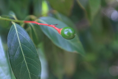 Aiouea montana