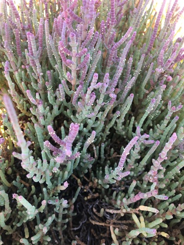 Image of Salicornia pillansii by (c) Charleen Brunke, some rights reserved (CC BY)