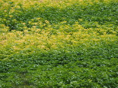 Ludwigia taiwanensis