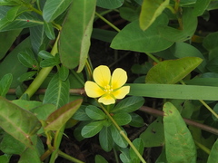 Ludwigia taiwanensis