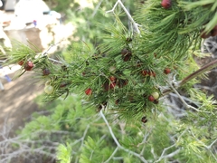 Asparagus retrofractus