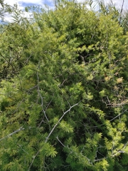 Asparagus retrofractus
