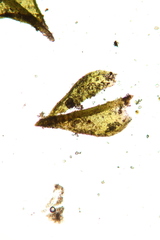 Didymodon cordatus