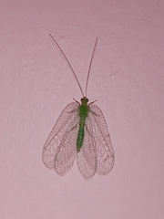Ankylopteryx