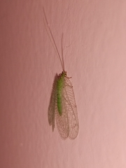 Ankylopteryx