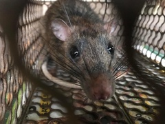 Uromys caudimaculatus