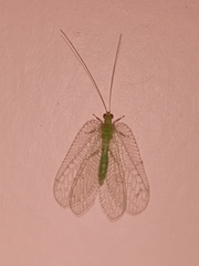 Ankylopteryx