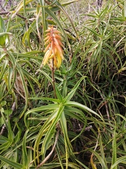 Aloiampelos striatula