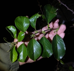 Colubrina retusa