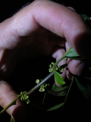 Colubrina retusa