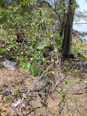 Colubrina retusa