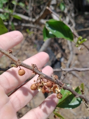 Colubrina retusa