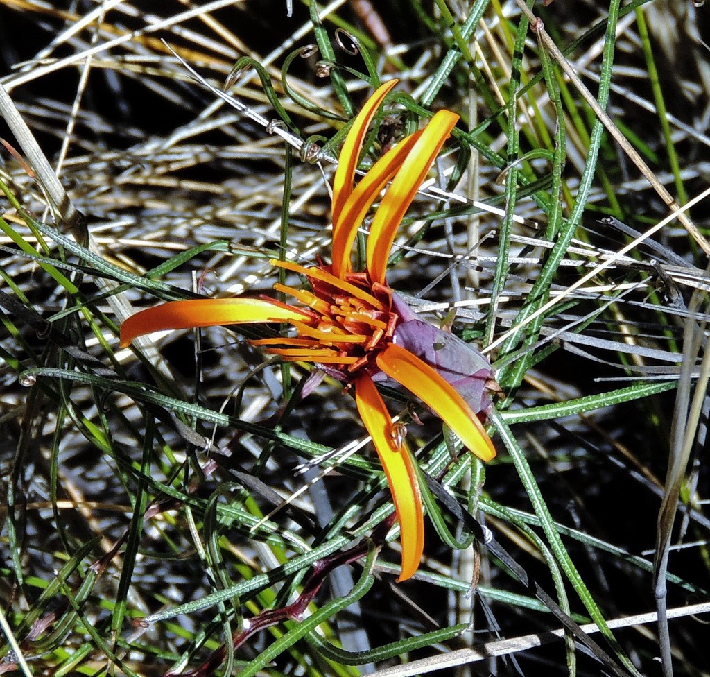Mutisia friesiana