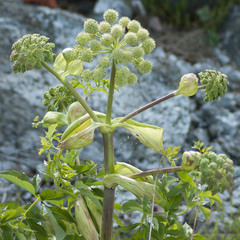 Angelica archangelica litoralis