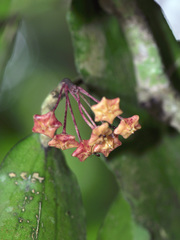 Hoya erythrina