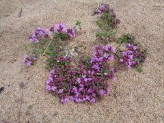 Thymus baicalensis