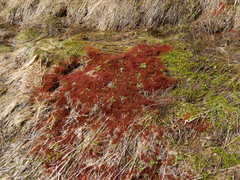 Ptychostomum weigelii