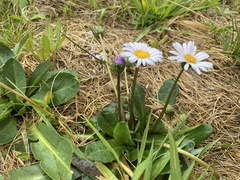 Brachyscome decipiens