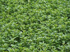 Ludwigia taiwanensis