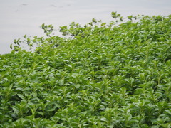 Ludwigia taiwanensis