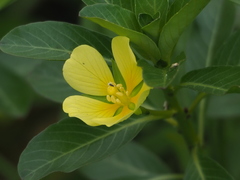 Ludwigia taiwanensis