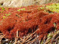 Ptychostomum weigelii
