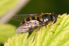 Megasyrphus erraticus