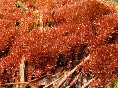 Ptychostomum weigelii