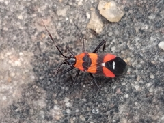 Oncopeltus nigriceps