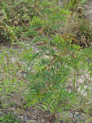 Tephrosia noctiflora