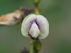 Tephrosia noctiflora