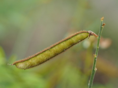 Tephrosia noctiflora
