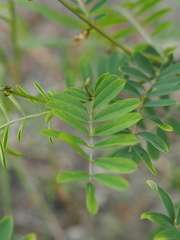 Tephrosia noctiflora