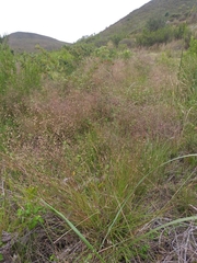 Pentameris aurea aurea
