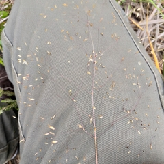 Pentameris aurea aurea