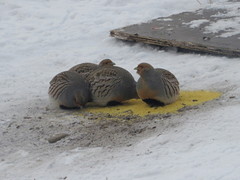 Perdix dauurica