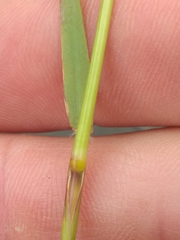 Pentameris aurea aurea