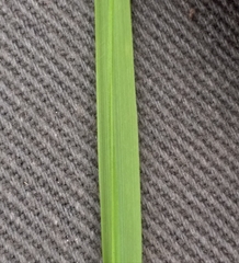 Pentameris aurea aurea