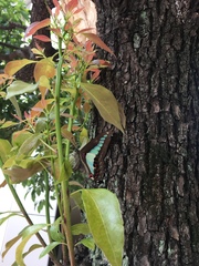 Graphium sarpedon nipponum
