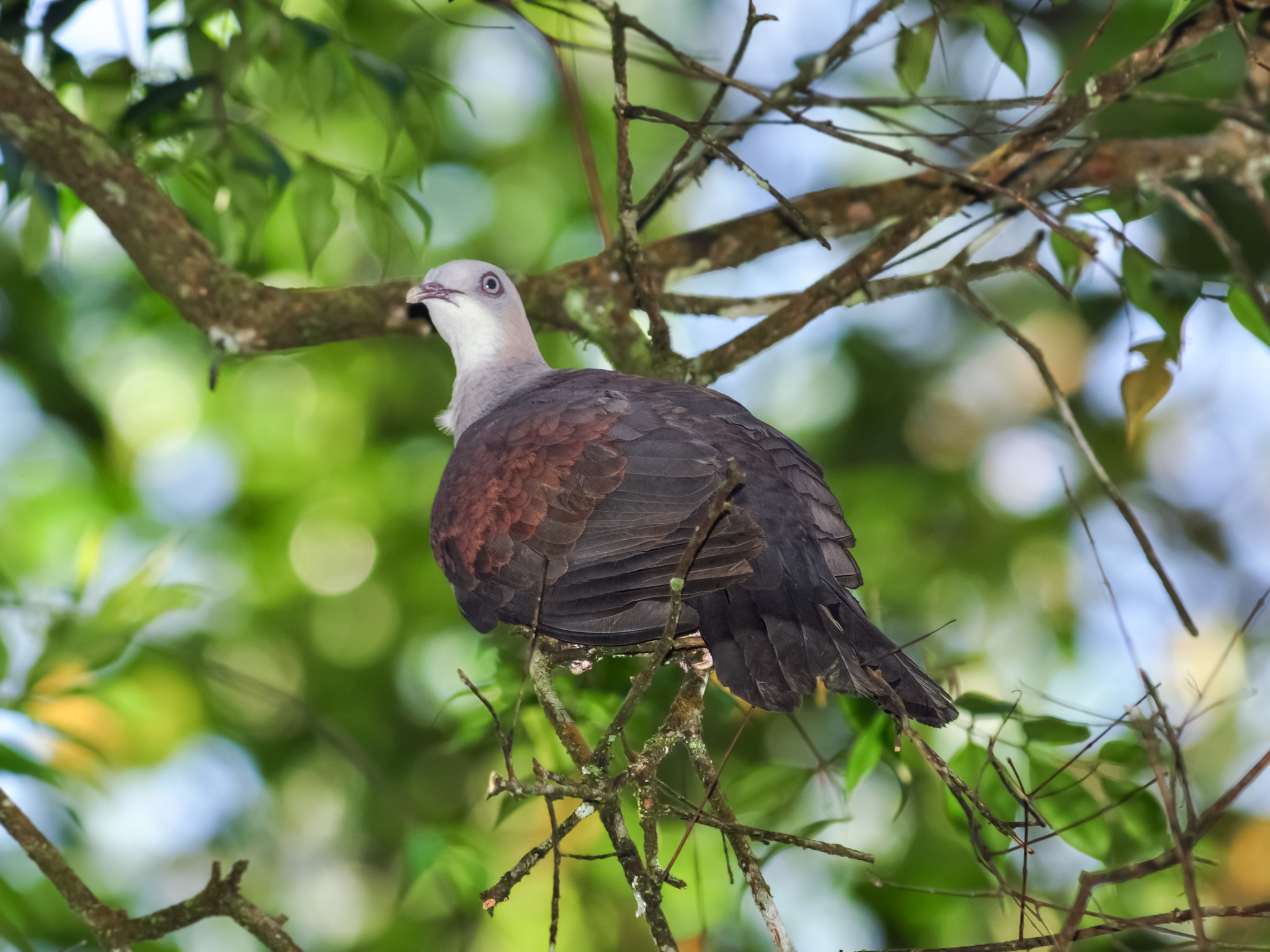Mountain Imperial Pigeon