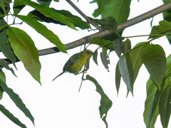 Cyanoderma chrysaeum